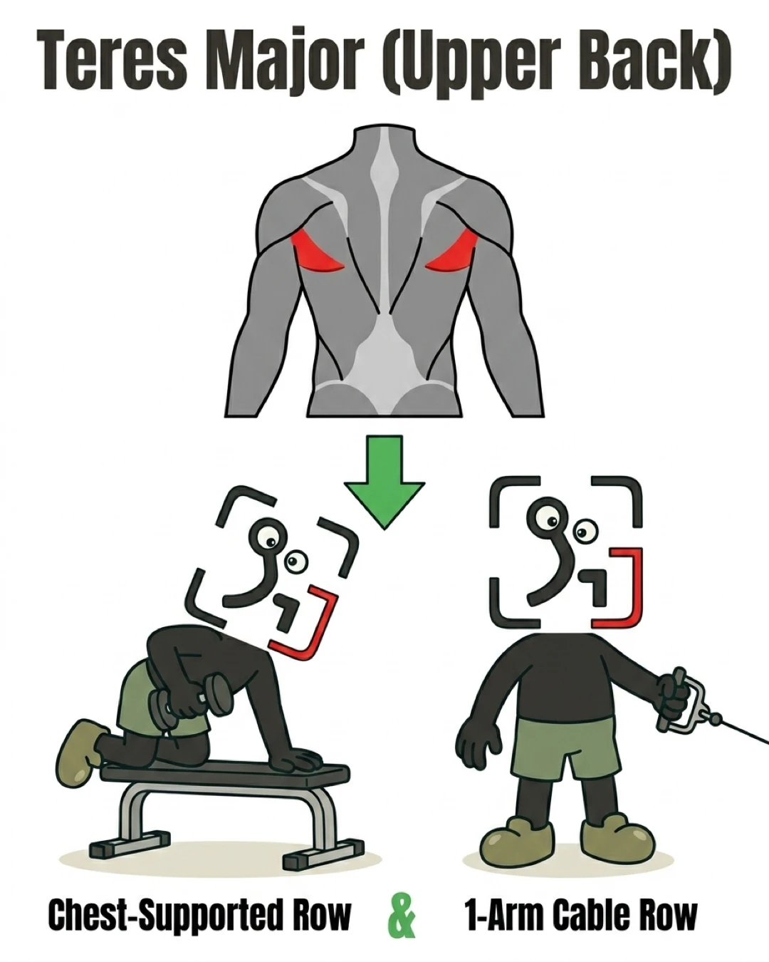 The GainFrame mascot performs chest-supported rows and one-arm cable rows to target the teres major muscles in the upper back, highlighted in red on an anatomical diagram.