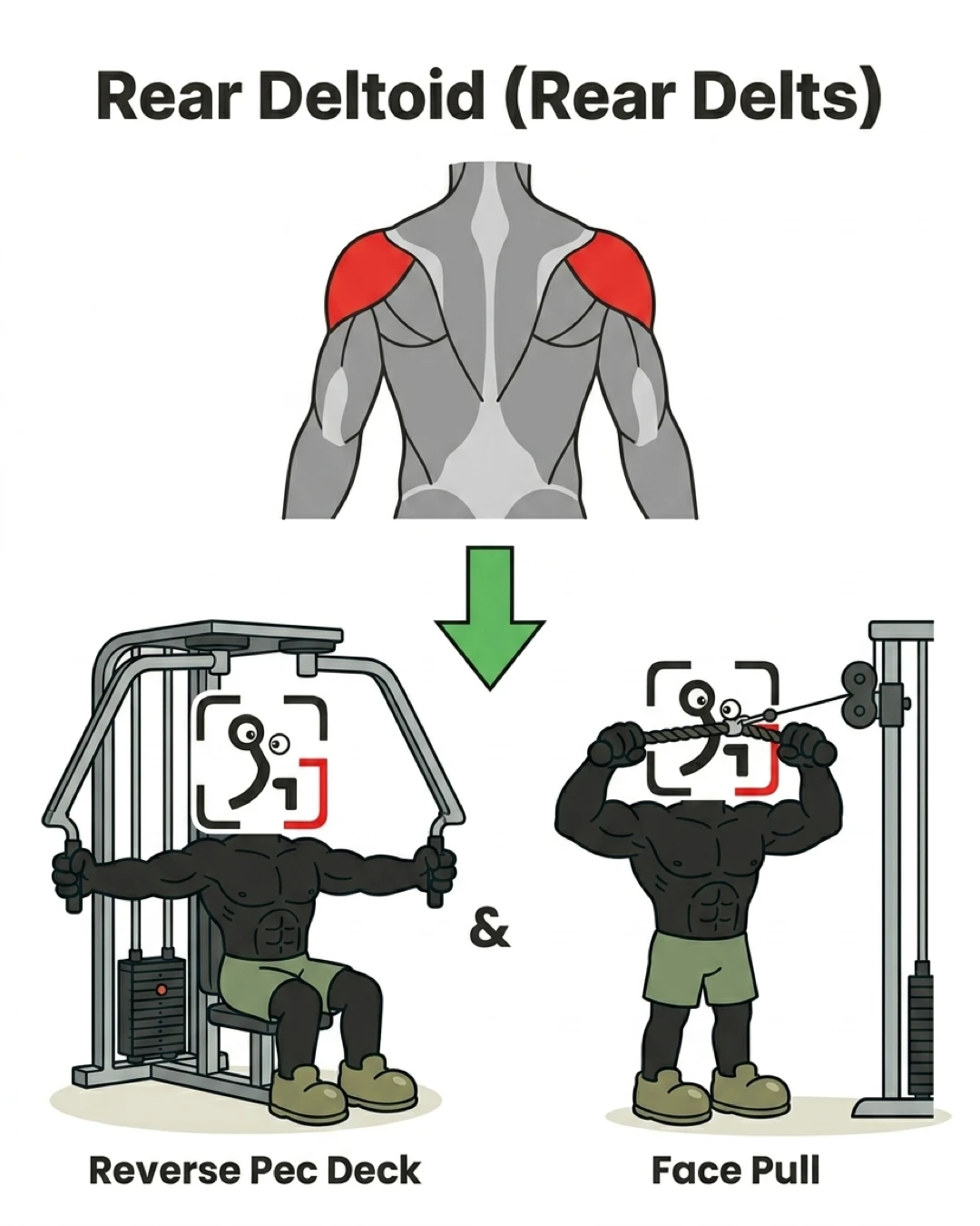 The GainFrame mascot performs reverse pec deck flyes and face pulls to target the rear deltoids, highlighted in red on a back anatomy diagram.