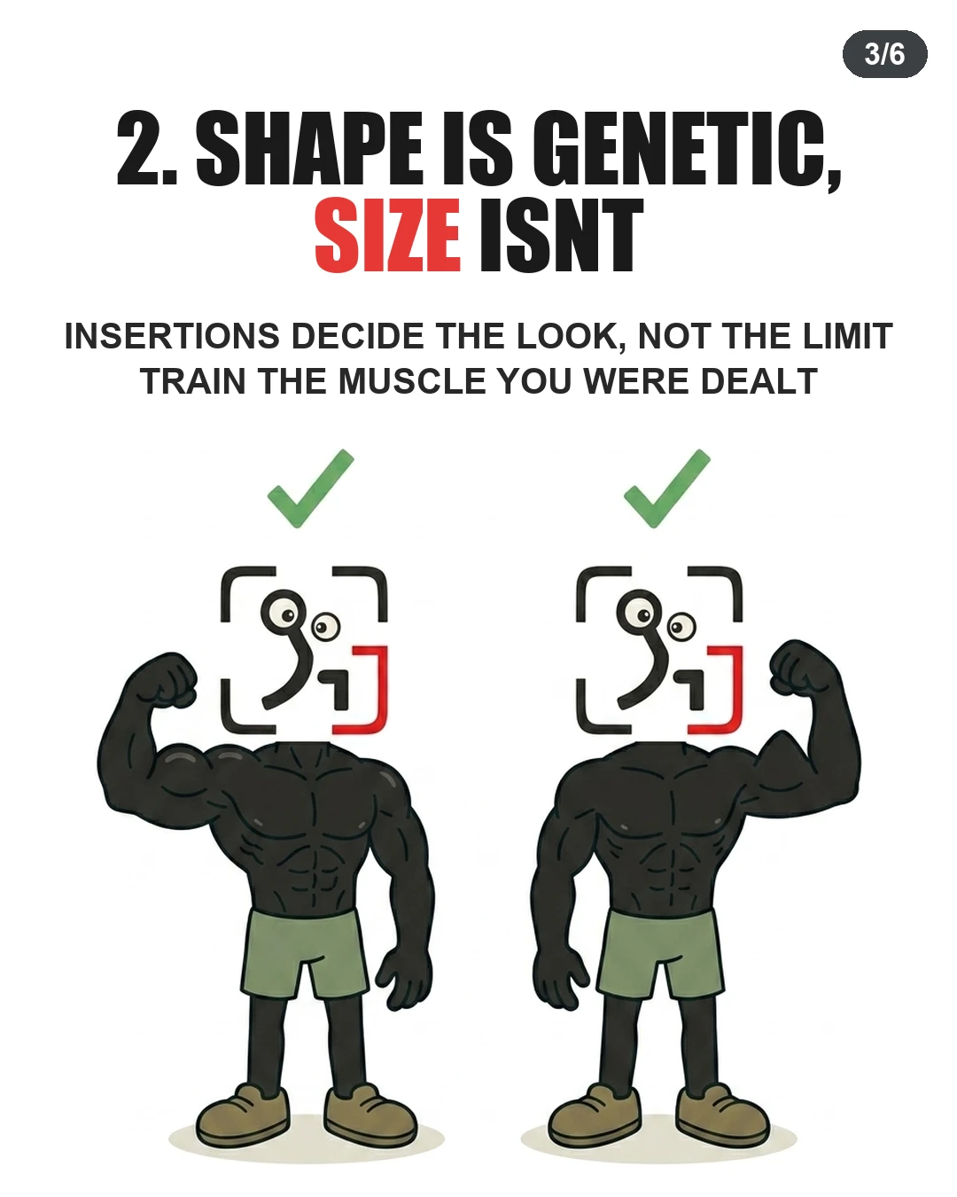 Two muscular GainFrame mascots flex their biceps to show different genetic muscle shapes, emphasizing that while muscle shape is genetic, size can still be built.