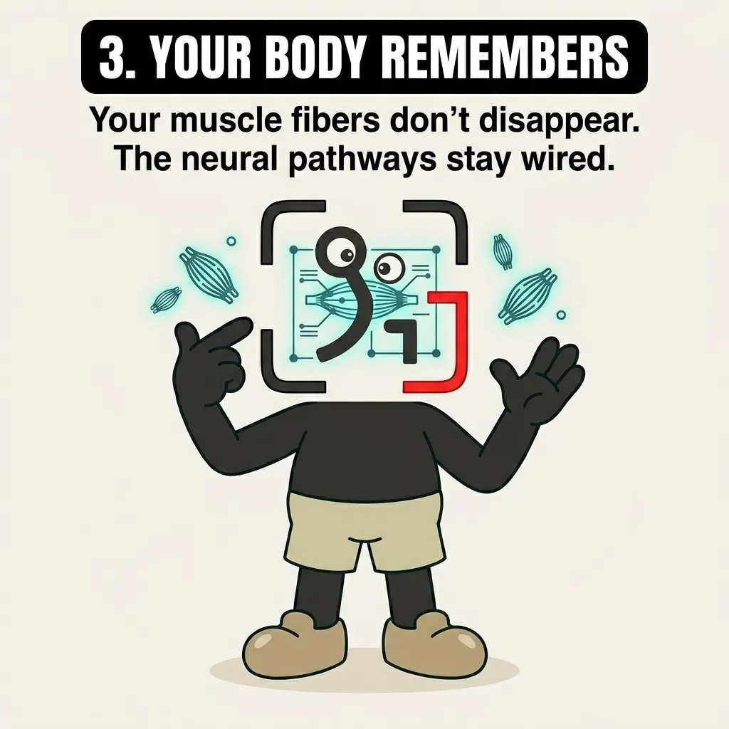 The GainFrame mascot points to his head which displays a blueprint of muscle fibers, showing that neural pathways and muscle memory remain intact even after time off.