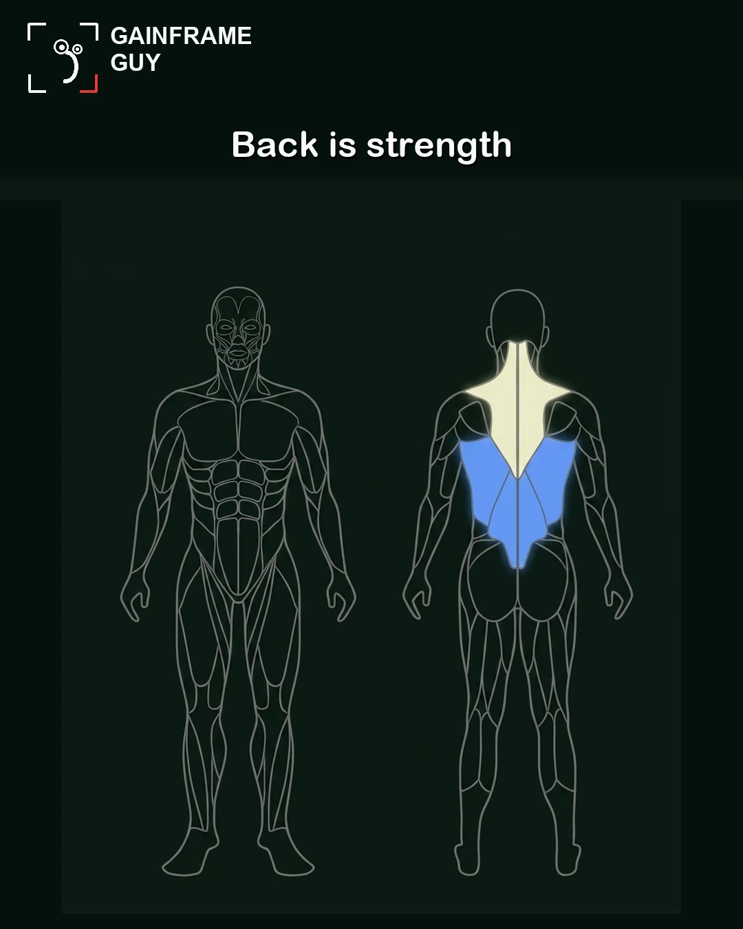 An anatomical outline of the GainFrame mascot with the upper and mid-back muscles highlighted in cream and blue to represent strength.