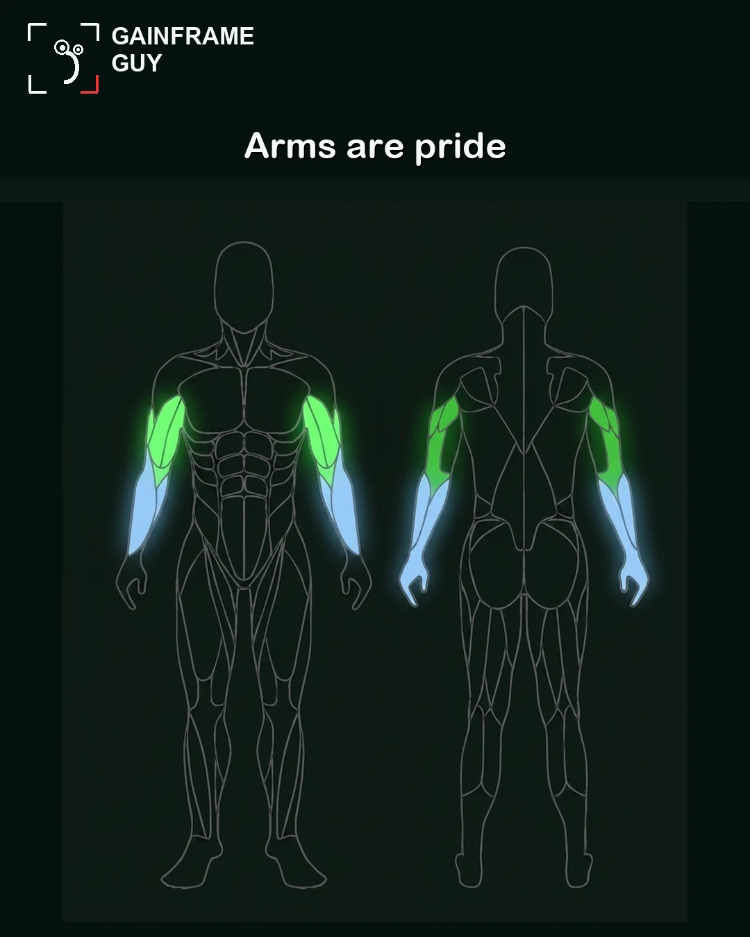 An anatomical outline of the GainFrame mascot with the upper arms highlighted in green and forearms in light blue to represent pride.