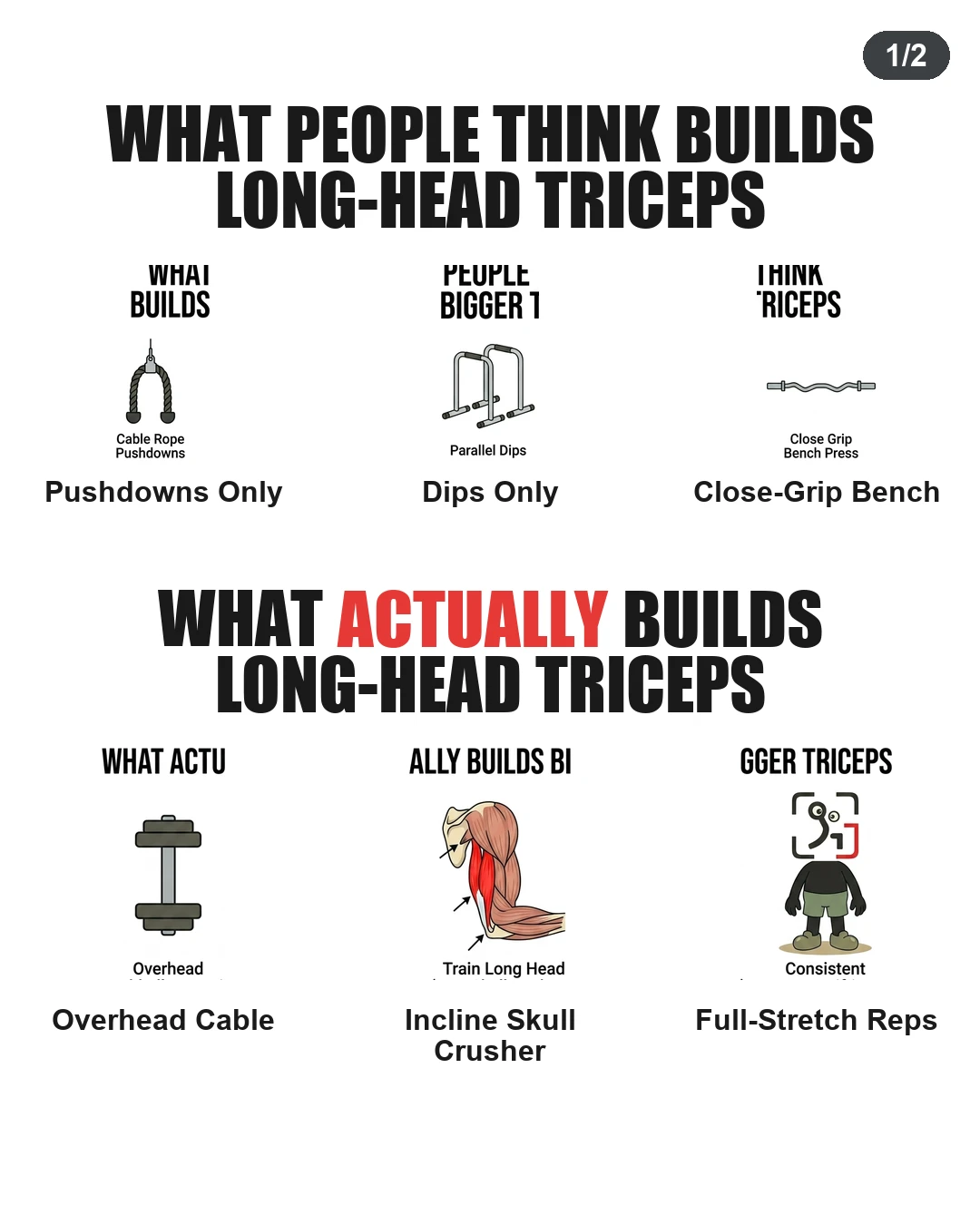 What Builds the Long Head of Your Triceps?