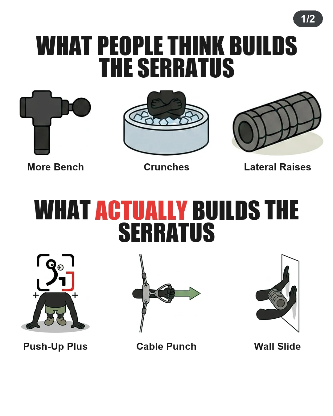 What Actually Builds the Serratus?